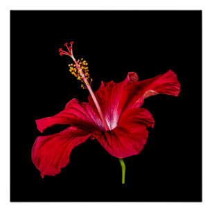 Red Hibiscus Flower Side Uitzicht Poster