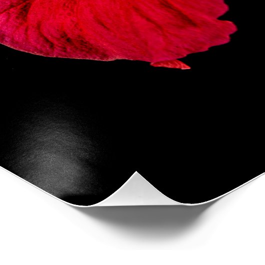Red Hibiscus Flower Side Uitzicht Poster (Hoek)
