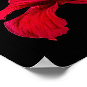 Red Hibiscus Flower Side Uitzicht Small Poster (Hoek)