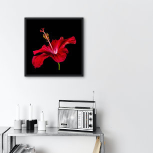 Red Hibiscus Flower Side Uitzicht Small Poster