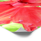 Red Hibiscus Flowers Poster Print (Hoek)