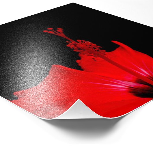 Red Hibiscus Foto Afdruk (Hoek)