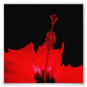 Red Hibiscus Foto Afdruk (Voorkant)