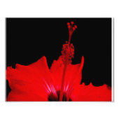 Red Hibiscus Foto Afdruk (Voorkant)