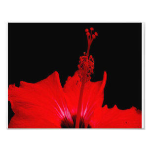 Red Hibiscus Foto Afdruk