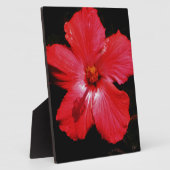 Red Hibiscus Fotoplaat (Zijkant)