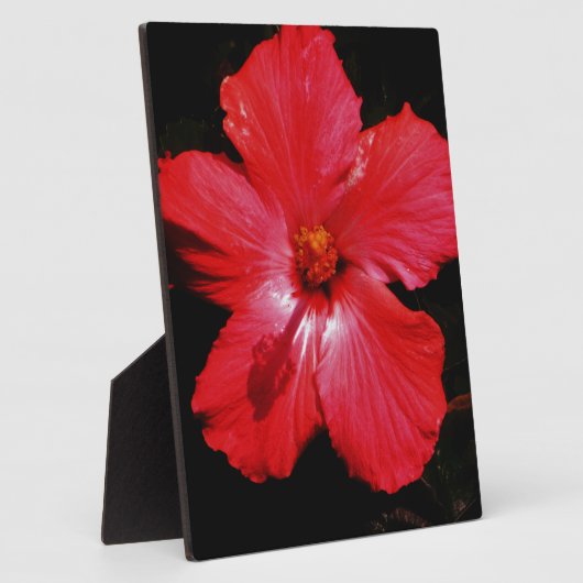 Red Hibiscus Fotoplaat (Zijkant)