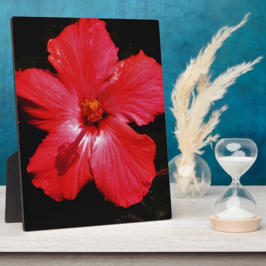 Red Hibiscus Fotoplaat (Zijkant)