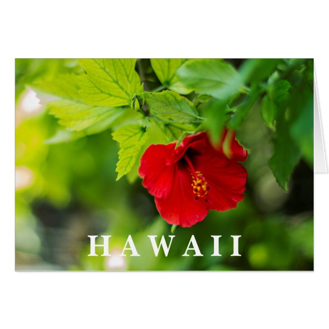 Red Hibiscus Hawaii Tropische Bloem (Voorkant Horizontaal)