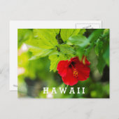 Red Hibiscus Hawaii Tropische Bloem Briefkaart (Voorkant / Achterkant)