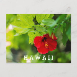 Red Hibiscus Hawaii Tropische Bloem Briefkaart