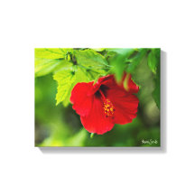 Red Hibiscus Hawaii Tropische Bloem