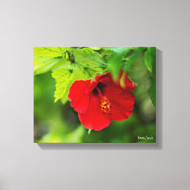 Red Hibiscus Hawaii Tropische Bloem Canvas Afdruk