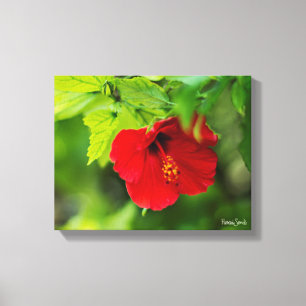 Red Hibiscus Hawaii Tropische Bloem Canvas Afdruk