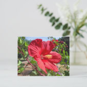 Red Hibiscus Macro Briefkaart (Staand voorkant)