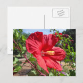 Red Hibiscus Macro Briefkaart (Voorkant / Achterkant)