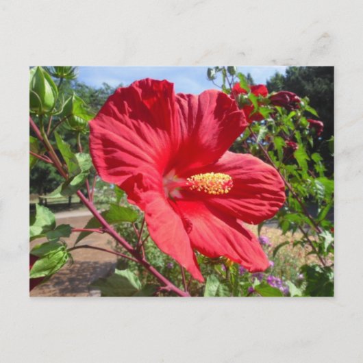 Red Hibiscus Macro Briefkaart (Voorkant)