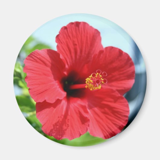 Red Hibiscus Magnet (Voorkant)