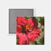 Red Hibiscus Magnet (Voorkant / Achterkant)
