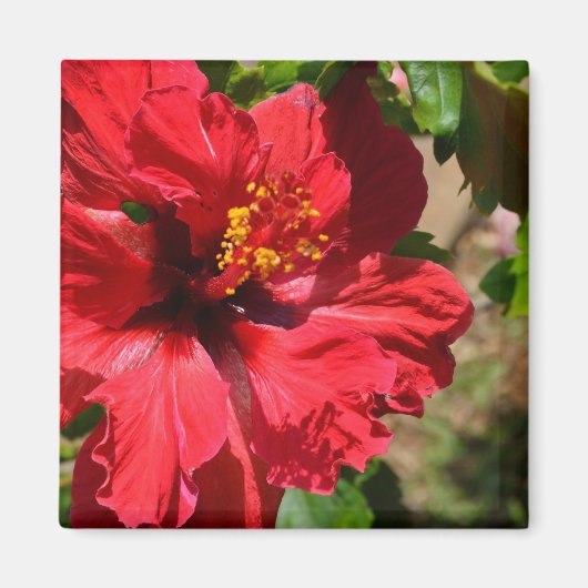 Red Hibiscus Magnet (Voorkant)