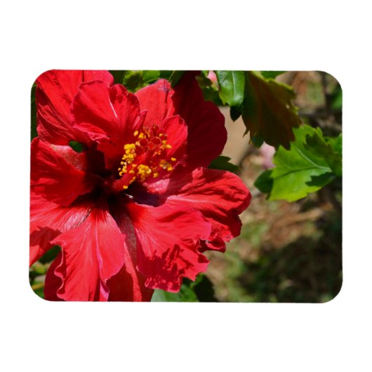 Red Hibiscus Magnet Magneet (Horizontaal)