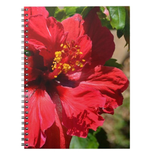 Red Hibiscus Notitieboek (Voorkant)