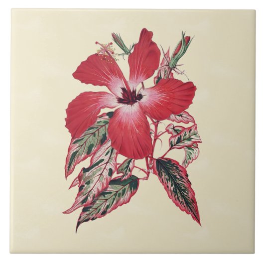 Red Hibiscus op Cream Tropical Tile 6x6 Tegeltje (Voorkant)