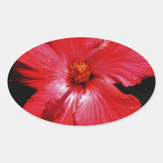 Red Hibiscus Ovale Sticker (Voorkant)