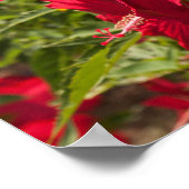 Red Hibiscus Poster (Hoek)