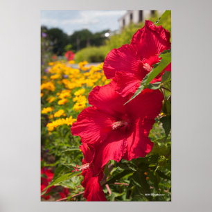 Red Hibiscus Poster