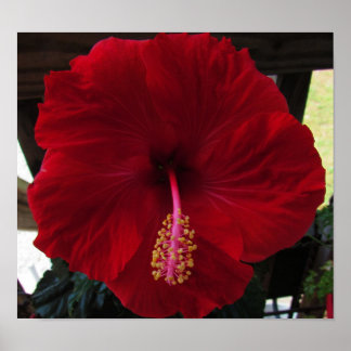 Red Hibiscus Poster