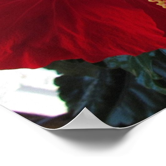 Red Hibiscus Poster (Hoek)
