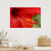 Red Hibiscus Poster (Keuken)