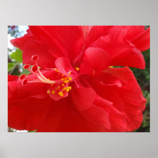 Red Hibiscus Poster
