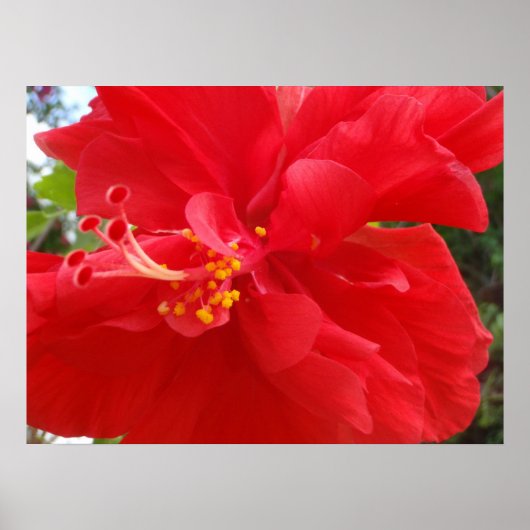 Red Hibiscus Poster (Voorkant)