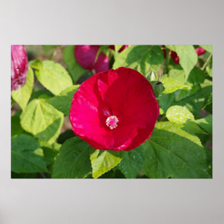 Red Hibiscus Poster