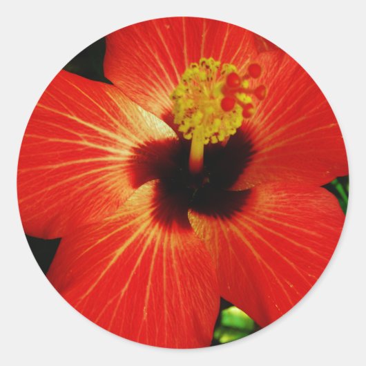 Red Hibiscus Ronde Sticker (Voorkant)