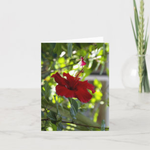 Red Hibiscus Shadow Fairy Feestdagen Kaart