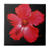 Red Hibiscus Tegeltje (Voorkant)