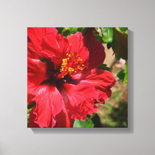 Red Hibiscus Wrapped Canvas Afdruk