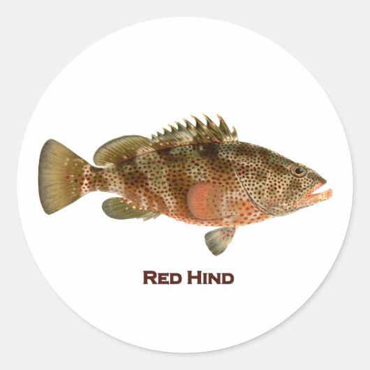 Red Hind Ronde Sticker (Voorkant)