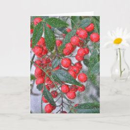 Red Holly Berry Branch en Sneeuw Vakantie Kerstmis Kaart