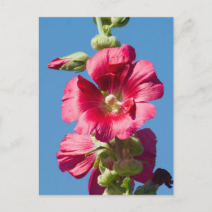 Red Hollyhock tegen een blauwe hemel Briefkaart