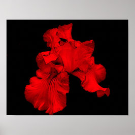 Red Hot-Bearded Iris-ventilator Poster