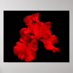 Red Hot-Bearded Iris-ventilator Poster