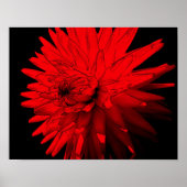 Red Hot Dahlia Flower Poster (Voorkant)