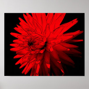 Red Hot Dahlia Flower Poster