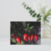 Red Hot Garden Salsa Chili Peppers. Briefkaart (Staand voorkant)