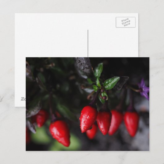 Red Hot Garden Salsa Chili Peppers. Briefkaart (Voorkant / Achterkant)