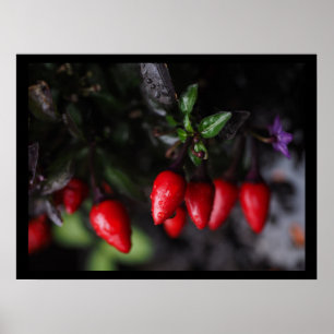 Red Hot Garden Salsa Chili Peppers. Poster
